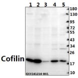 Anti-Cofilin (M1) Antibody from Bioworld Technology (BS3579) - Antibodies.com