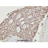 Anti-Cofilin (M1) Antibody from Bioworld Technology (BS3579) - Antibodies.com