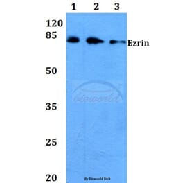 Anti-Ezrin (G560) Antibody from Bioworld Technology (BS3580) - Antibodies.com