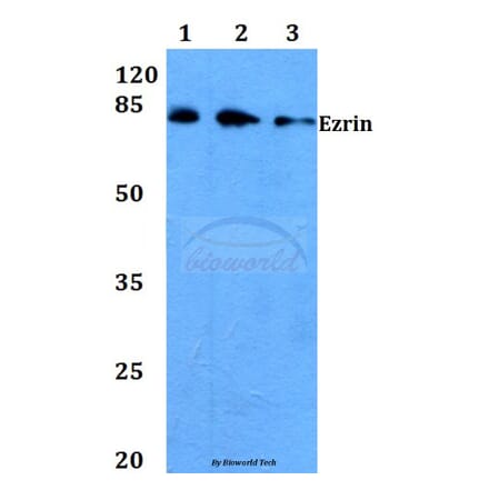 Anti-Ezrin (G560) Antibody from Bioworld Technology (BS3580) - Antibodies.com