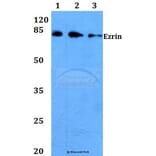 Anti-Ezrin (G560) Antibody from Bioworld Technology (BS3580) - Antibodies.com