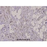 Anti-FAK (R919) Antibody from Bioworld Technology (BS3581) - Antibodies.com