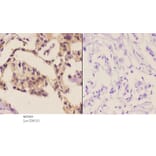 Anti-FAK (I855) Antibody from Bioworld Technology (BS3583) - Antibodies.com