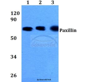 Anti-Paxillin (L25) Antibody from Bioworld Technology (BS3585) - Antibodies.com