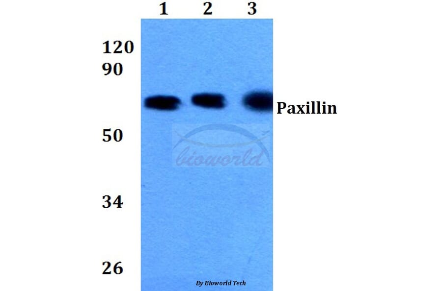 Anti-Paxillin (L25) Antibody from Bioworld Technology (BS3585) - Antibodies.com