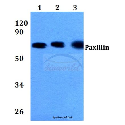 Anti-Paxillin (L25) Antibody from Bioworld Technology (BS3585) - Antibodies.com