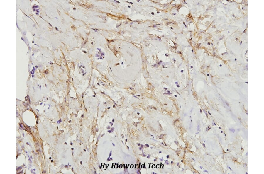 Anti-Paxillin (L25) Antibody from Bioworld Technology (BS3585) - Antibodies.com