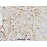 Anti-Paxillin (L25) Antibody from Bioworld Technology (BS3585) - Antibodies.com