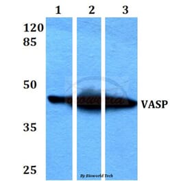 Anti-VASP (H151) Antibody from Bioworld Technology (BS3586) - Antibodies.com