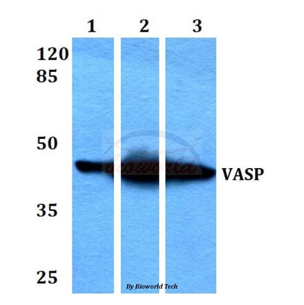Anti-VASP (H151) Antibody from Bioworld Technology (BS3586) - Antibodies.com