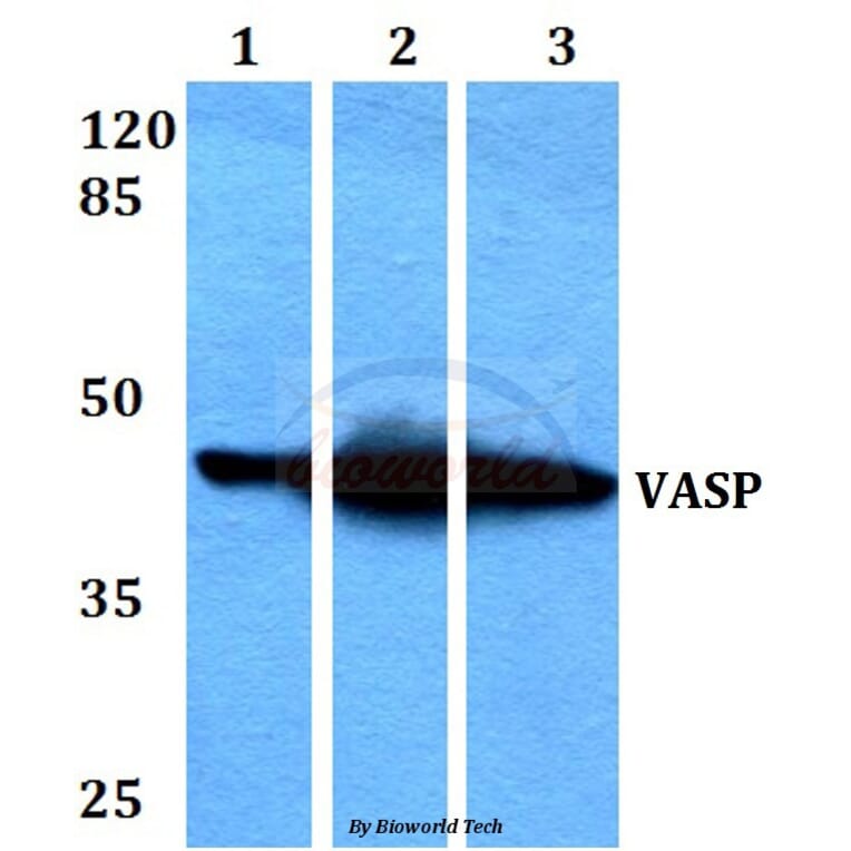 Anti-VASP (H151) Antibody from Bioworld Technology (BS3586) - Antibodies.com