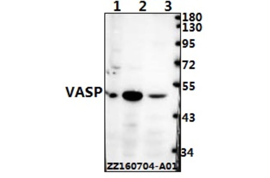 Anti-VASP (H151) Antibody from Bioworld Technology (BS3586) - Antibodies.com