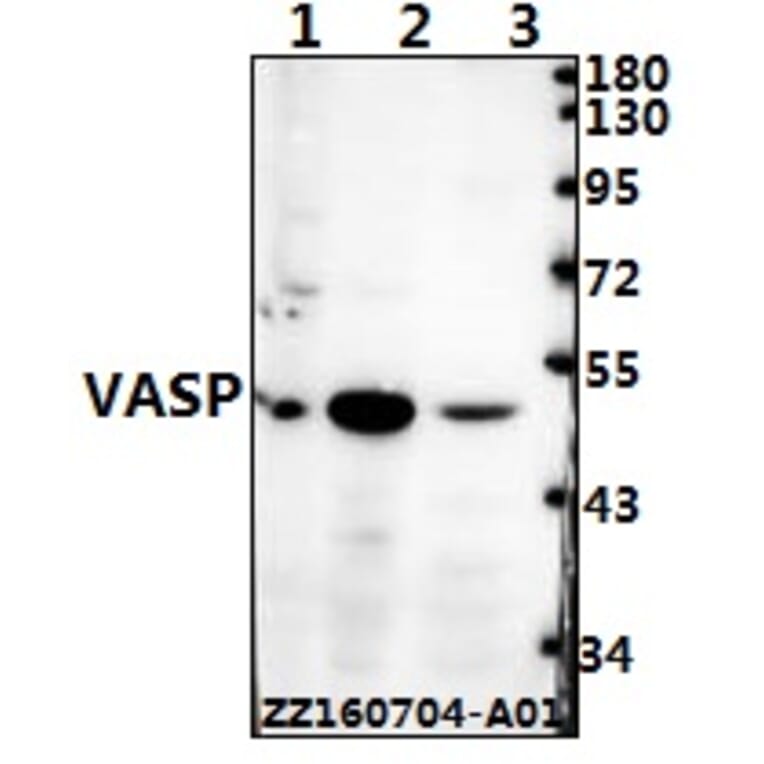 Anti-VASP (H151) Antibody from Bioworld Technology (BS3586) - Antibodies.com