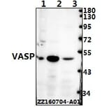 Anti-VASP (H151) Antibody from Bioworld Technology (BS3586) - Antibodies.com