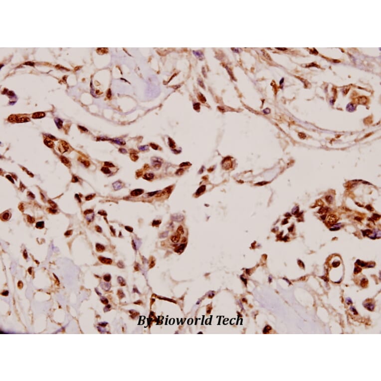 Anti-VASP (H151) Antibody from Bioworld Technology (BS3586) - Antibodies.com