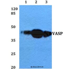 Anti-VASP (A232) Antibody from Bioworld Technology (BS3587) - Antibodies.com