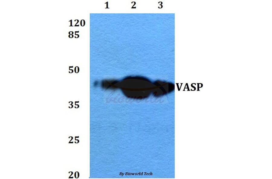 Anti-VASP (A232) Antibody from Bioworld Technology (BS3587) - Antibodies.com