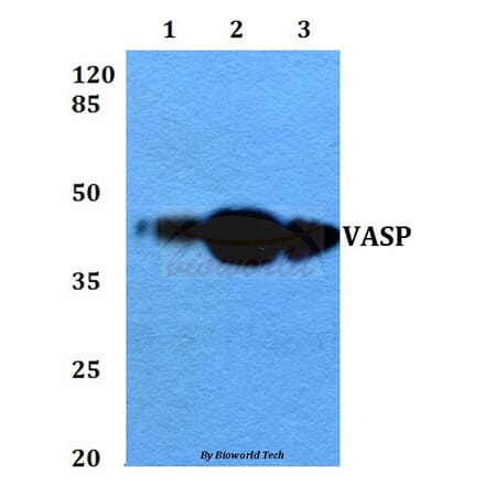 Anti-VASP (A232) Antibody from Bioworld Technology (BS3587) - Antibodies.com