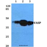 Anti-VASP (A232) Antibody from Bioworld Technology (BS3587) - Antibodies.com