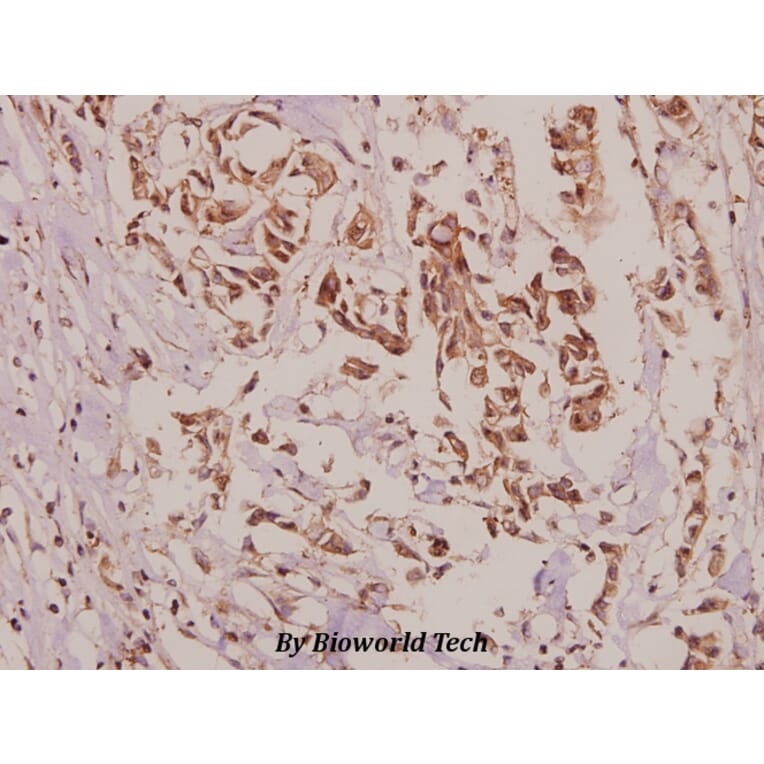 Anti-VASP (A232) Antibody from Bioworld Technology (BS3587) - Antibodies.com