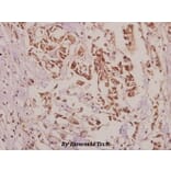 Anti-VASP (A232) Antibody from Bioworld Technology (BS3587) - Antibodies.com