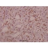 Anti-IRS-1 (R301) Antibody from Bioworld Technology (BS3589) - Antibodies.com