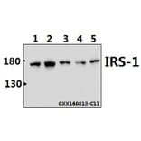 Anti-IRS-1 (E306) Antibody from Bioworld Technology (BS3590) - Antibodies.com