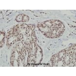 Anti-IRS-1 (E306) Antibody from Bioworld Technology (BS3590) - Antibodies.com