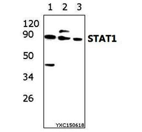 Anti-Stat1 (D721) Antibody from Bioworld Technology (BS3591) - Antibodies.com