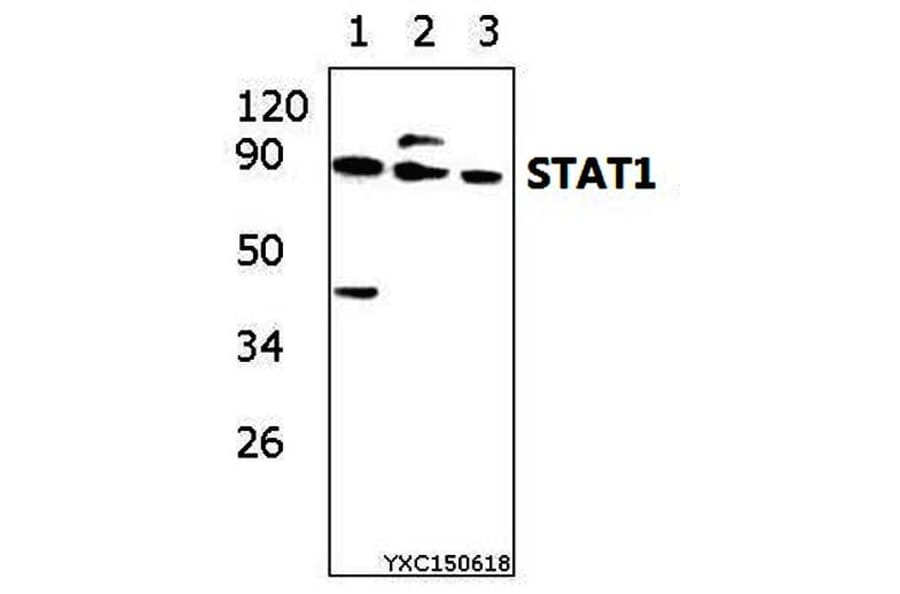 Anti-Stat1 (D721) Antibody from Bioworld Technology (BS3591) - Antibodies.com