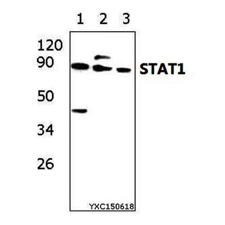 Anti-Stat1 (D721) Antibody from Bioworld Technology (BS3591) - Antibodies.com