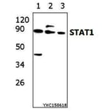 Anti-Stat1 (D721) Antibody from Bioworld Technology (BS3591) - Antibodies.com