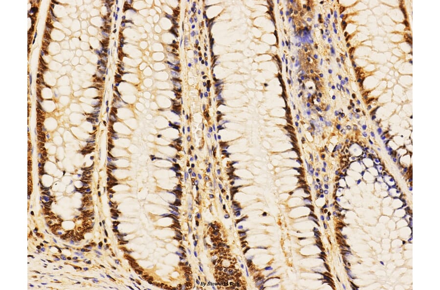 Anti-Stat1 (D721) Antibody from Bioworld Technology (BS3591) - Antibodies.com