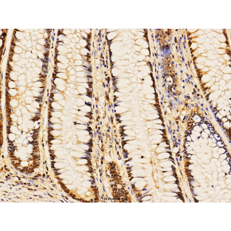 Anti-Stat1 (D721) Antibody from Bioworld Technology (BS3591) - Antibodies.com