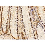 Anti-Stat1 (D721) Antibody from Bioworld Technology (BS3591) - Antibodies.com