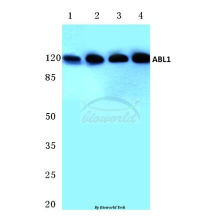 Anti-ABL1 (L406) Antibody from Bioworld Technology (BS3592) - Antibodies.com