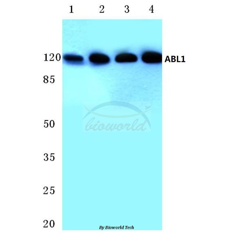 Anti-ABL1 (L406) Antibody from Bioworld Technology (BS3592) - Antibodies.com