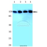 Anti-ABL1 (L406) Antibody from Bioworld Technology (BS3592) - Antibodies.com