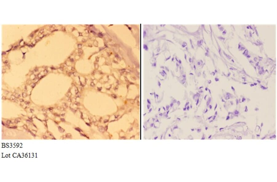 Anti-ABL1 (L406) Antibody from Bioworld Technology (BS3592) - Antibodies.com