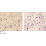 Anti-ABL1 (L406) Antibody from Bioworld Technology (BS3592) - Antibodies.com