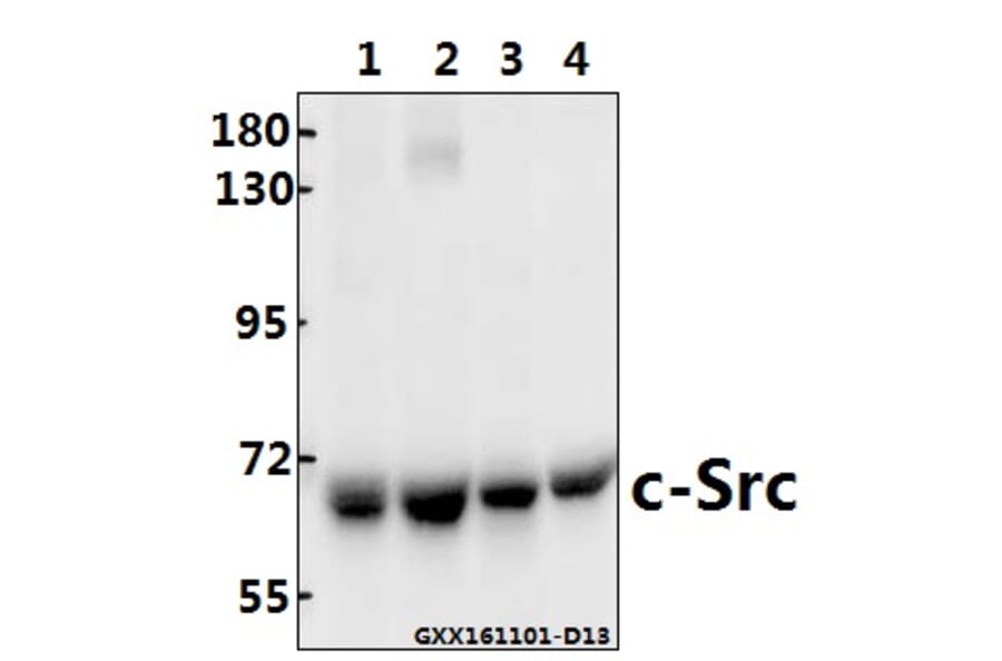 Anti-c-Src (T523) Antibody from Bioworld Technology (BS3595) - Antibodies.com