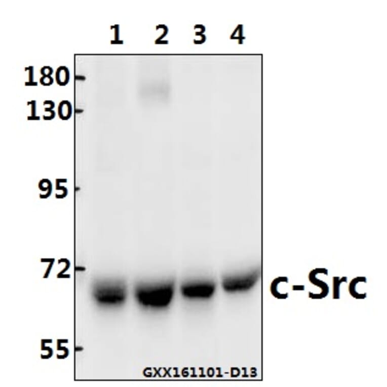 Anti-c-Src (T523) Antibody from Bioworld Technology (BS3595) - Antibodies.com