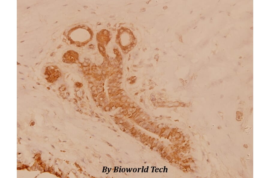 Anti-c-Src (T523) Antibody from Bioworld Technology (BS3595) - Antibodies.com