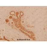 Anti-c-Src (T523) Antibody from Bioworld Technology (BS3595) - Antibodies.com