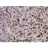 Anti-ZAP70 (S313) Antibody from Bioworld Technology (BS3596) - Antibodies.com