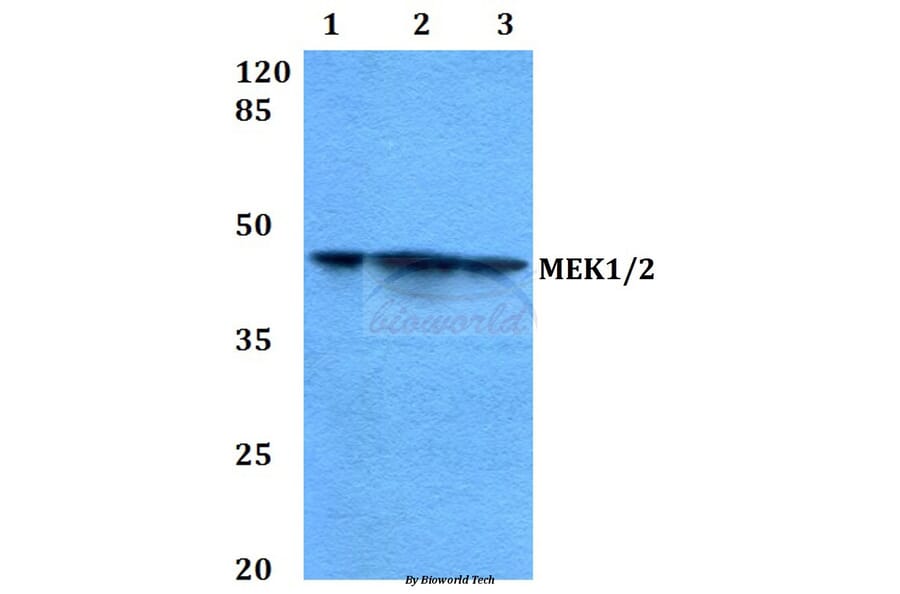 Anti-MEK1/2 (S211) Antibody from Bioworld Technology (BS3599) - Antibodies.com