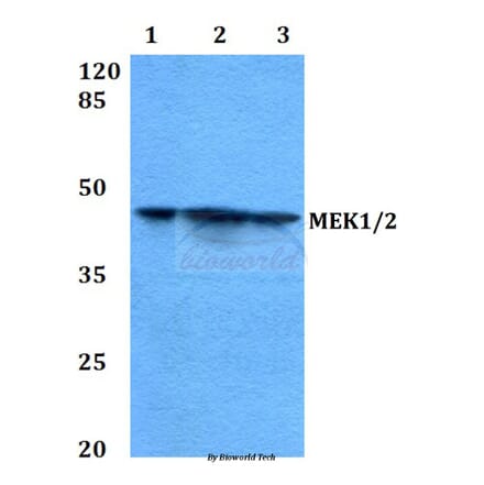 Anti-MEK1/2 (S211) Antibody from Bioworld Technology (BS3599) - Antibodies.com