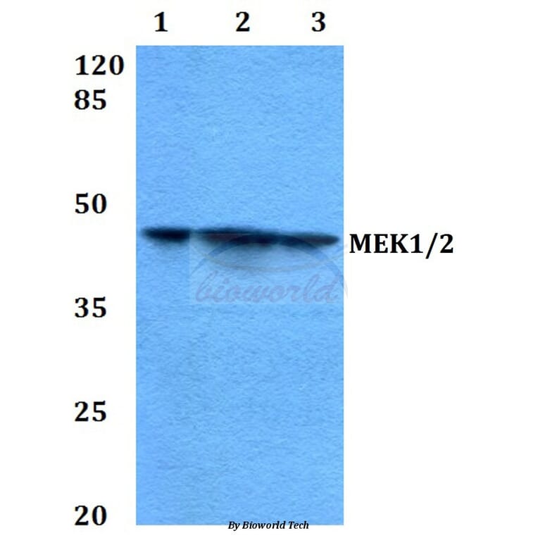 Anti-MEK1/2 (S211) Antibody from Bioworld Technology (BS3599) - Antibodies.com