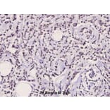 Anti-Catenin-β (Q27) Antibody from Bioworld Technology (BS3603) - Antibodies.com
