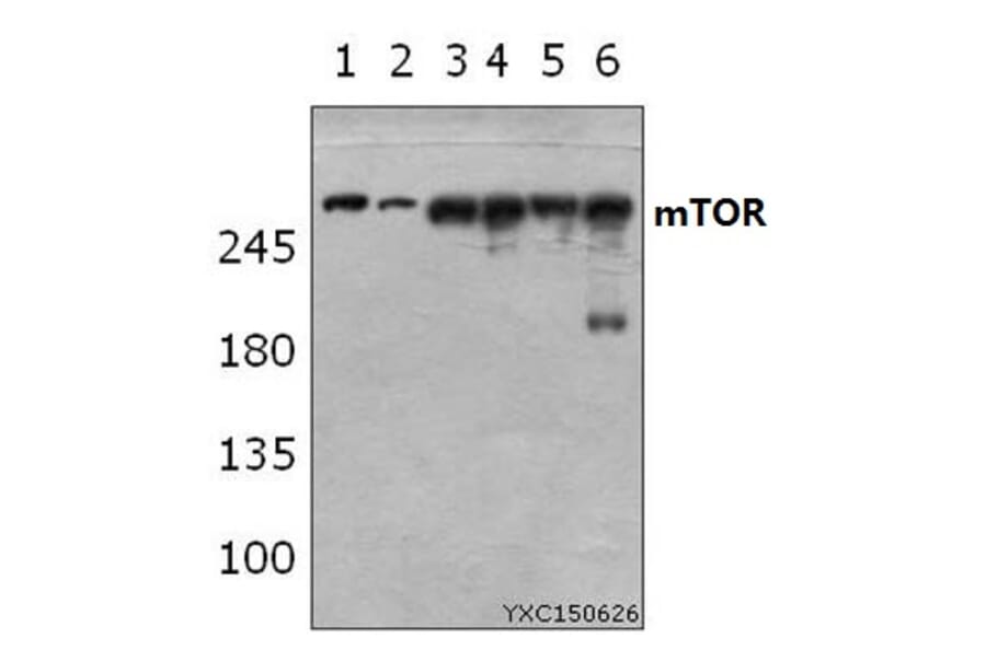 Anti-mTOR (S2442) Antibody from Bioworld Technology (BS3611) - Antibodies.com